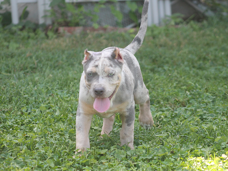 merle xl bully puppies