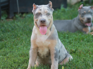 merle xl pitbull breeders