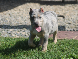 merle xl pitbull puppies