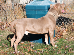 merle xl pitbull puppies for sale