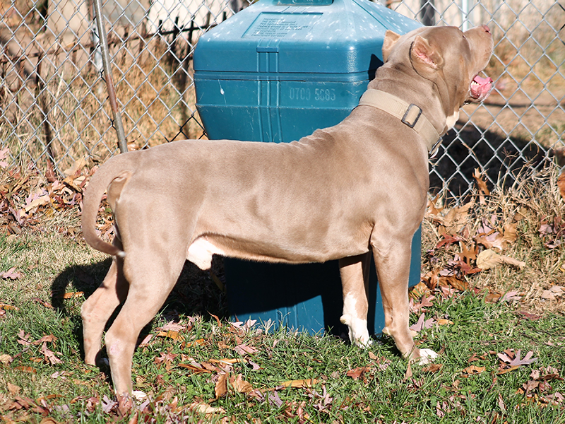 merle xl pitbull puppies for sale