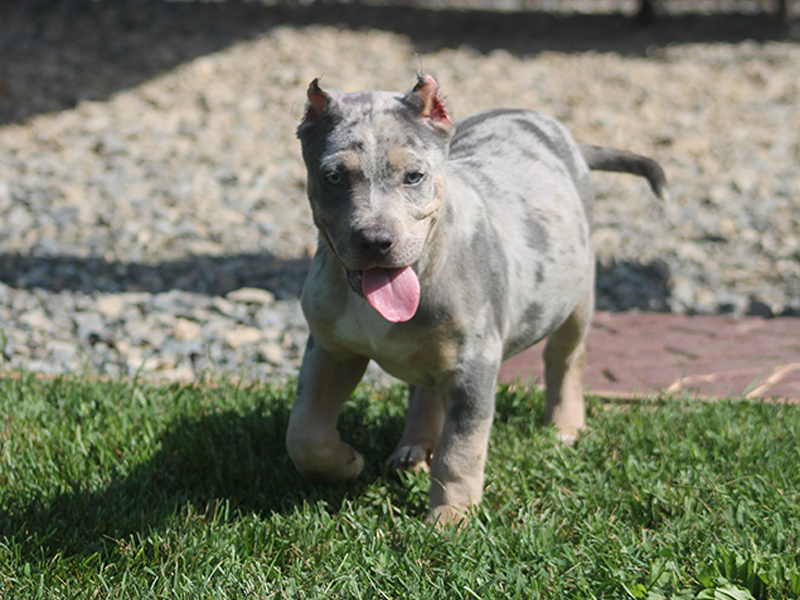 merle xl pitbull puppies
