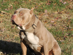 muscle american bully xl