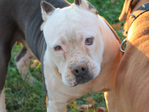 old school razorsedge pitbulls for sale