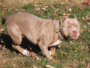 pitbull breeders and puppies for sale