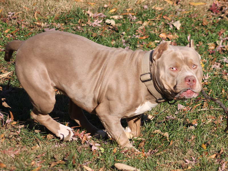 pitbull breeders and puppies for sale