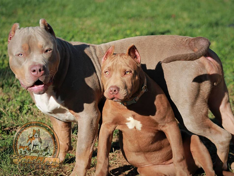 puppies for sale pitbulls