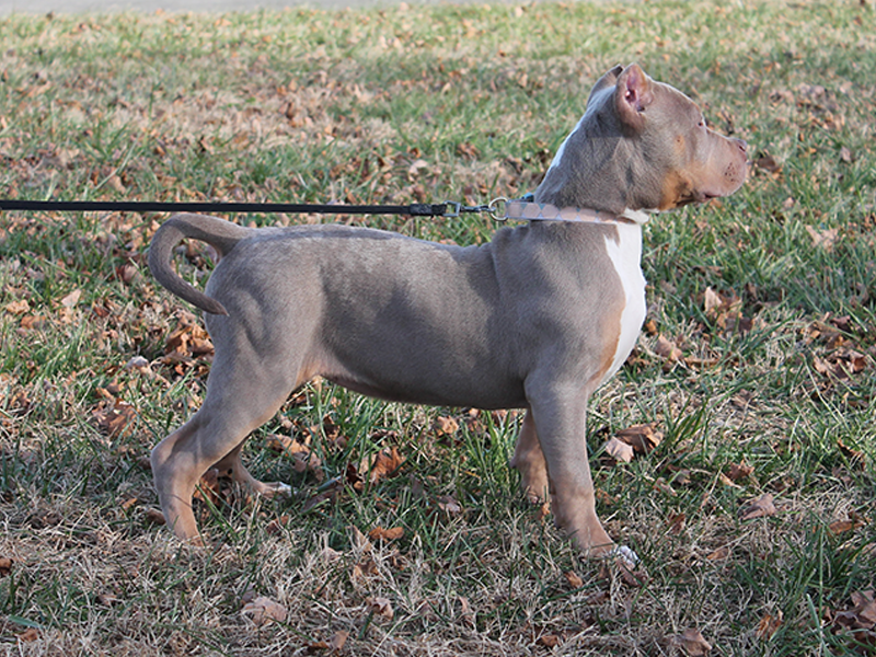 puppies for sale xl pitbulls