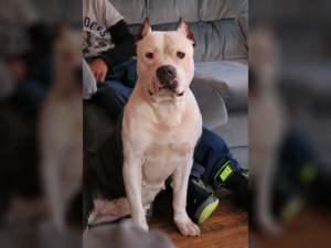 razorsedge American bully breeders