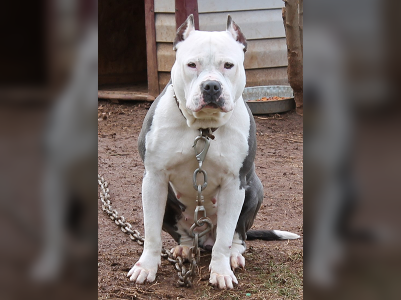 razorsedge pitbull breeders