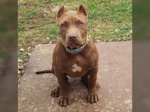red nose pitbull breeders