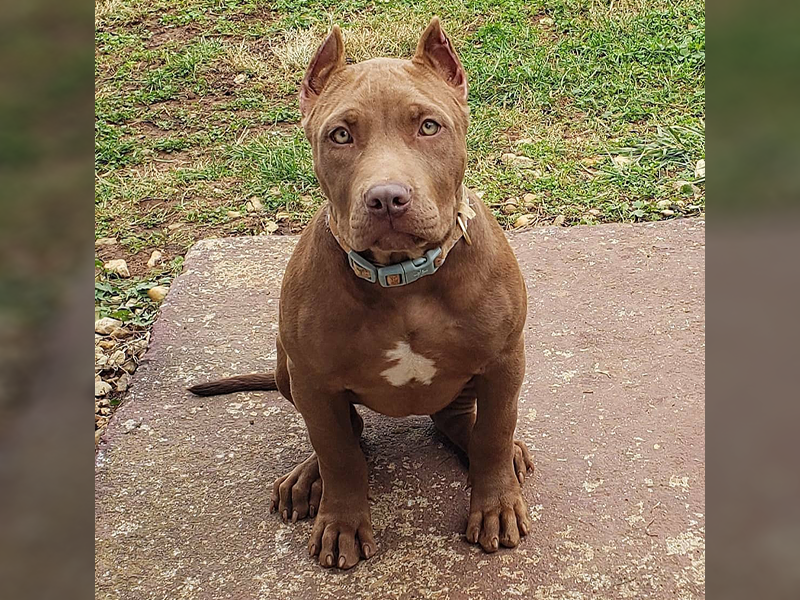 red nose pitbull breeders