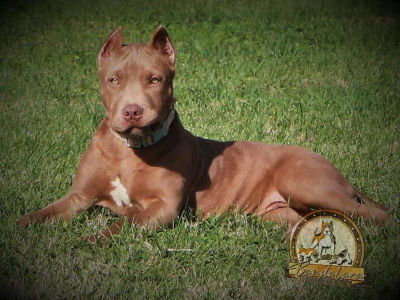 red nose pitbull puppies for sale
