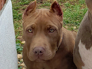 rednose Pitbull puppies for sale