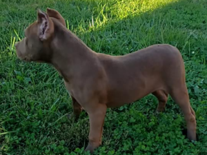 rednose pitbull breeders virginia