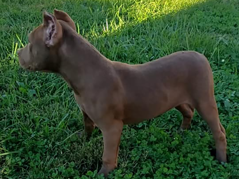 rednose pitbull breeders virginia