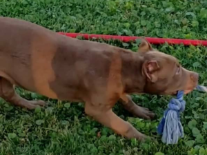 rednose xl pitbull puppies