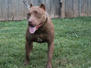rednose xl pitbulls for sale