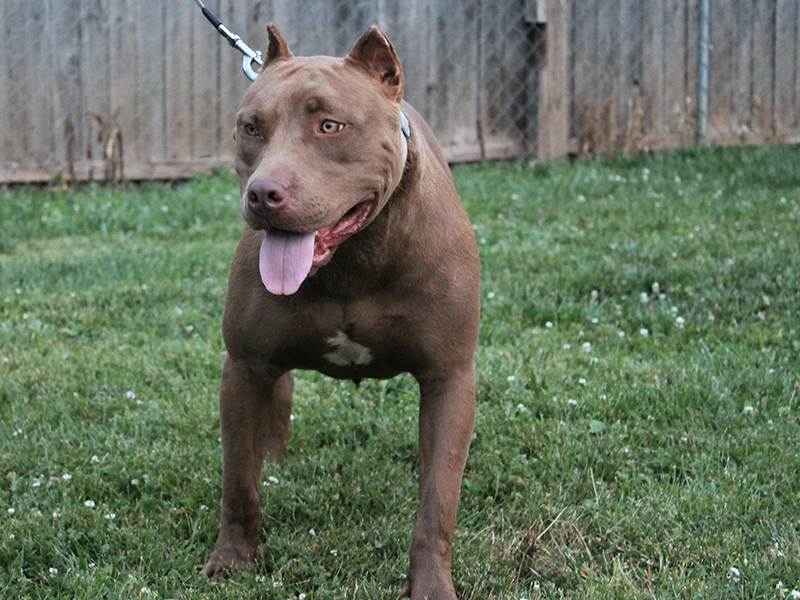 rednose xl pitbulls for sale