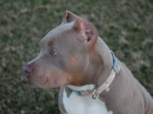 show stoppin ace topdog