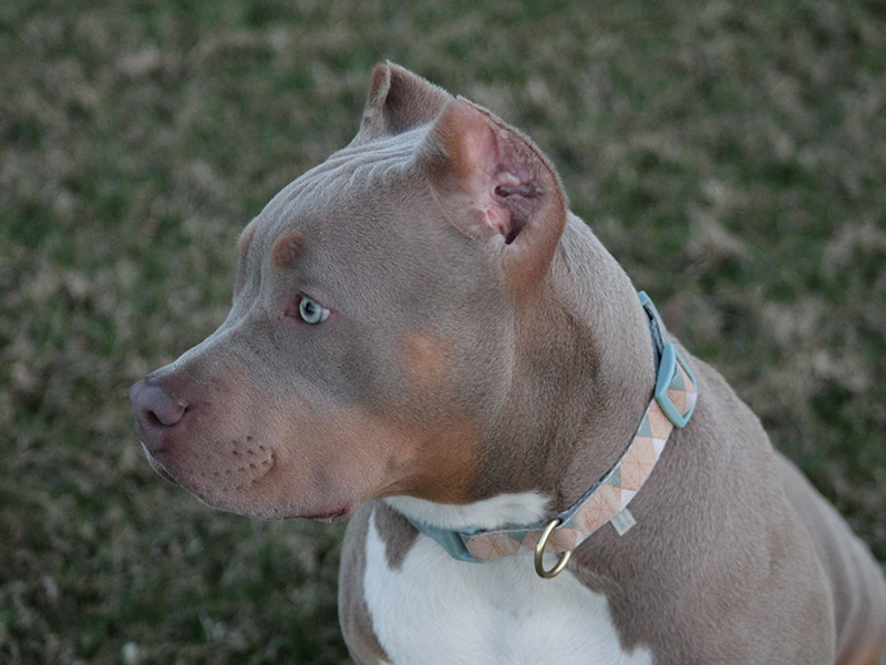 show stoppin ace topdog