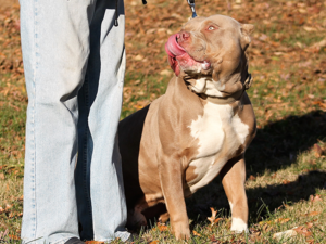 topdog bullies xl puppies
