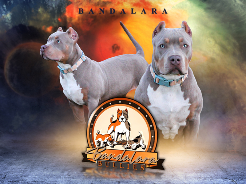 topdog xl american bullies