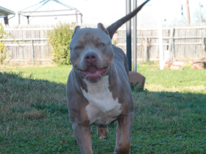topdogs bloodline show stoppin ace