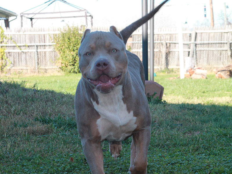 topdogs bloodline show stoppin ace
