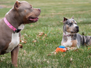 tri merle bully breeders