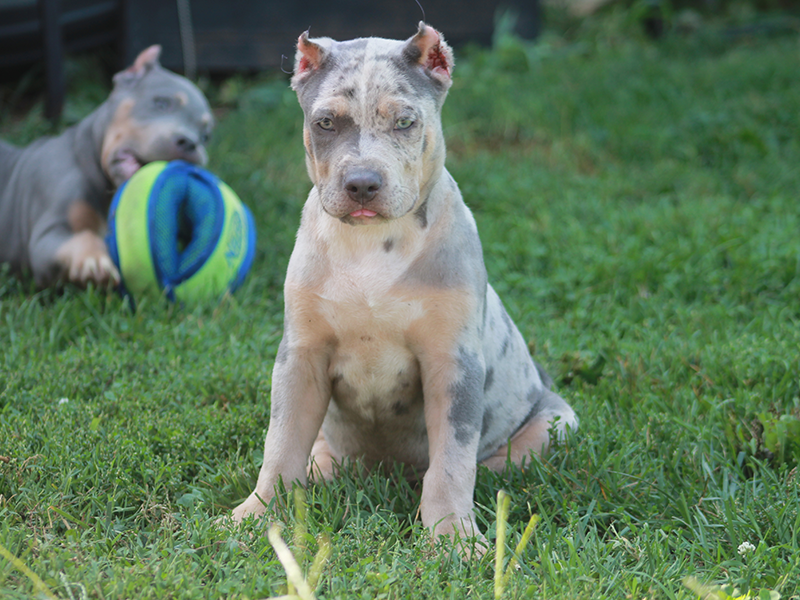 tri merle bully puppies