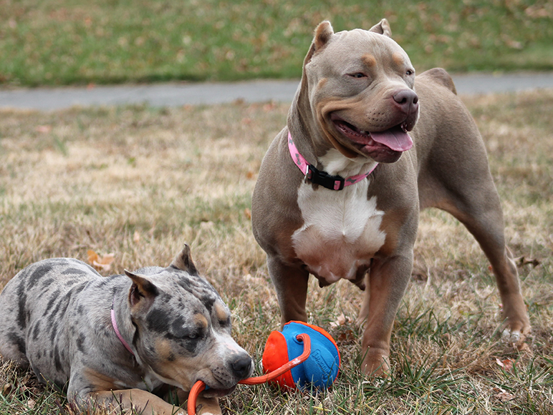 tri merle pitbull breeders