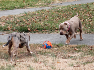 tri merle pitbull puppies