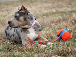 tri merle xl bully breeders
