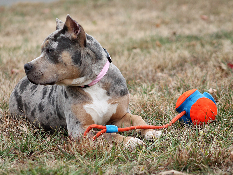 tri merle xl bully breeders