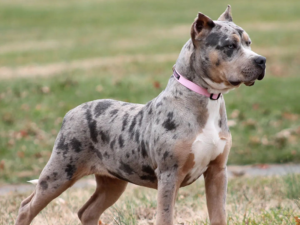 tri merle xl bully puppies