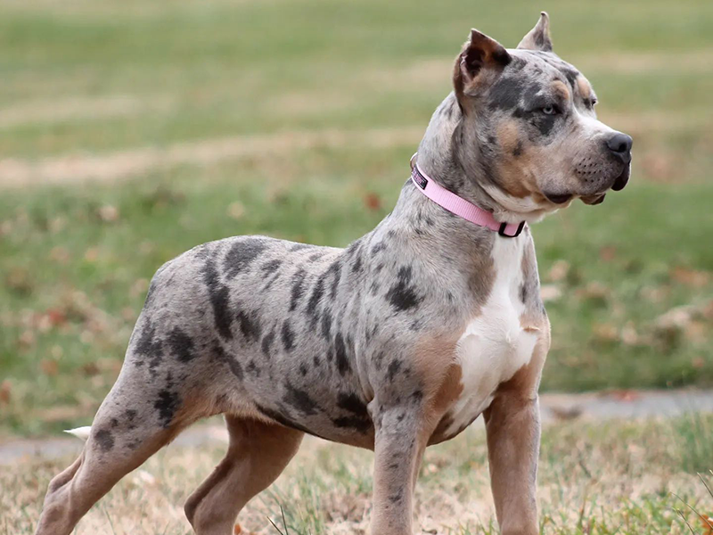 tri merle xl bully puppies