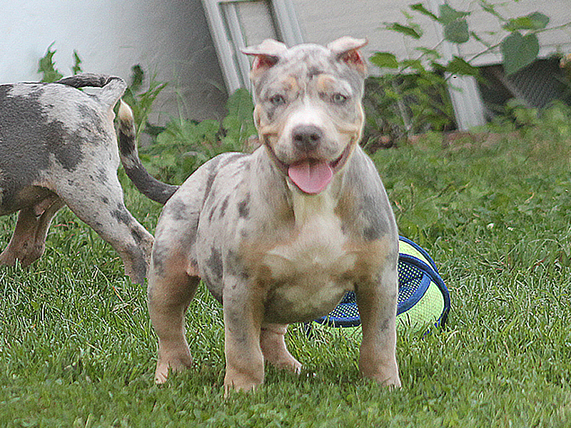 tri merle xl pitbull breeders