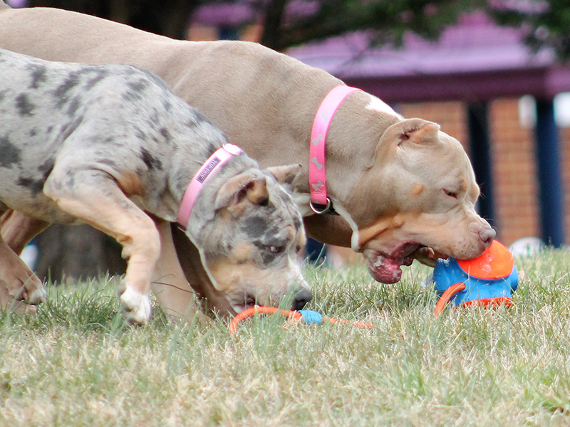 tri merle xl pitbull puppies