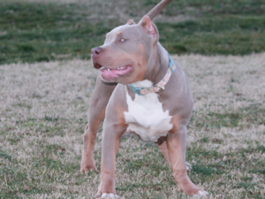 tri pitbull breeders