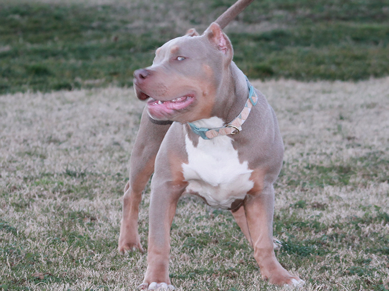 tri pitbull breeders