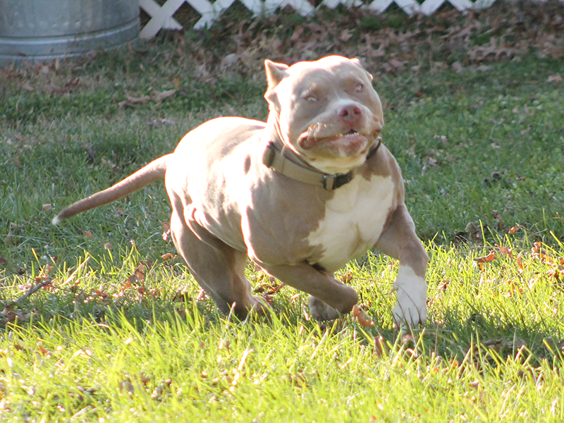 virginia xl pitbull breeders