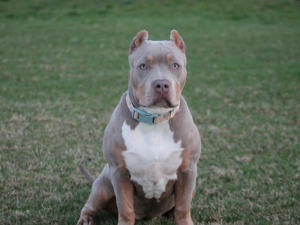 xl american bully puppies for sale