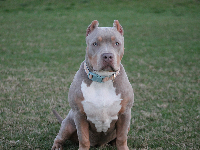 xl american bully puppies for sale