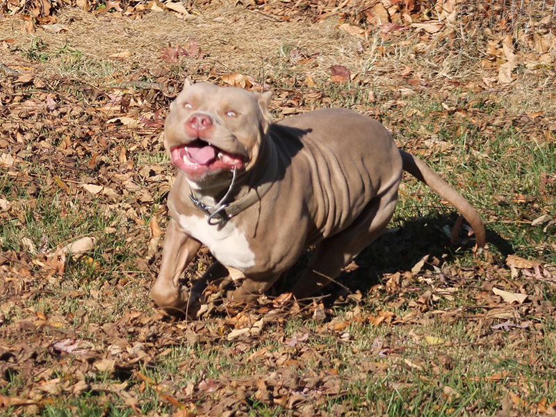 xl bully breeders in virginia