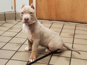 xl bully kennels virginia