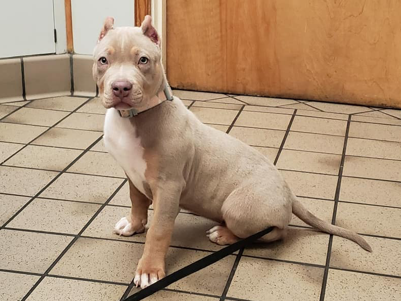 xl bully kennels virginia