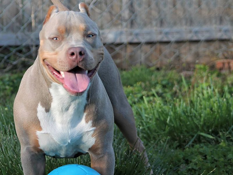 xl bully puppies for sale near me