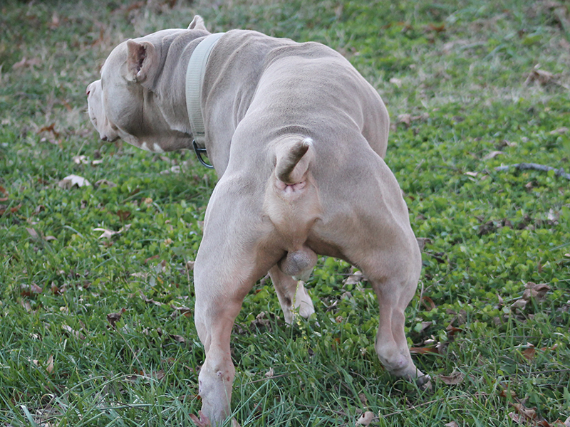 xl bully puppy price