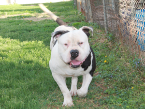 xl bully studs Virginia